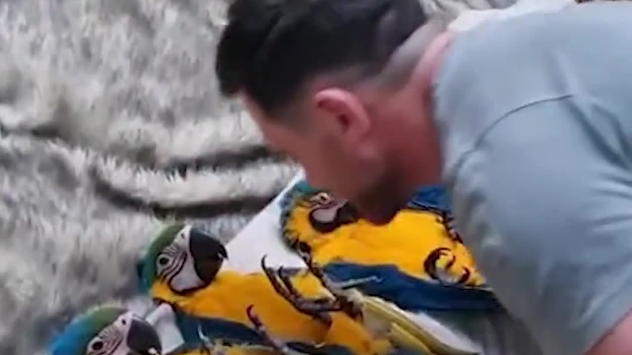 Wake Up With a Little Parrot