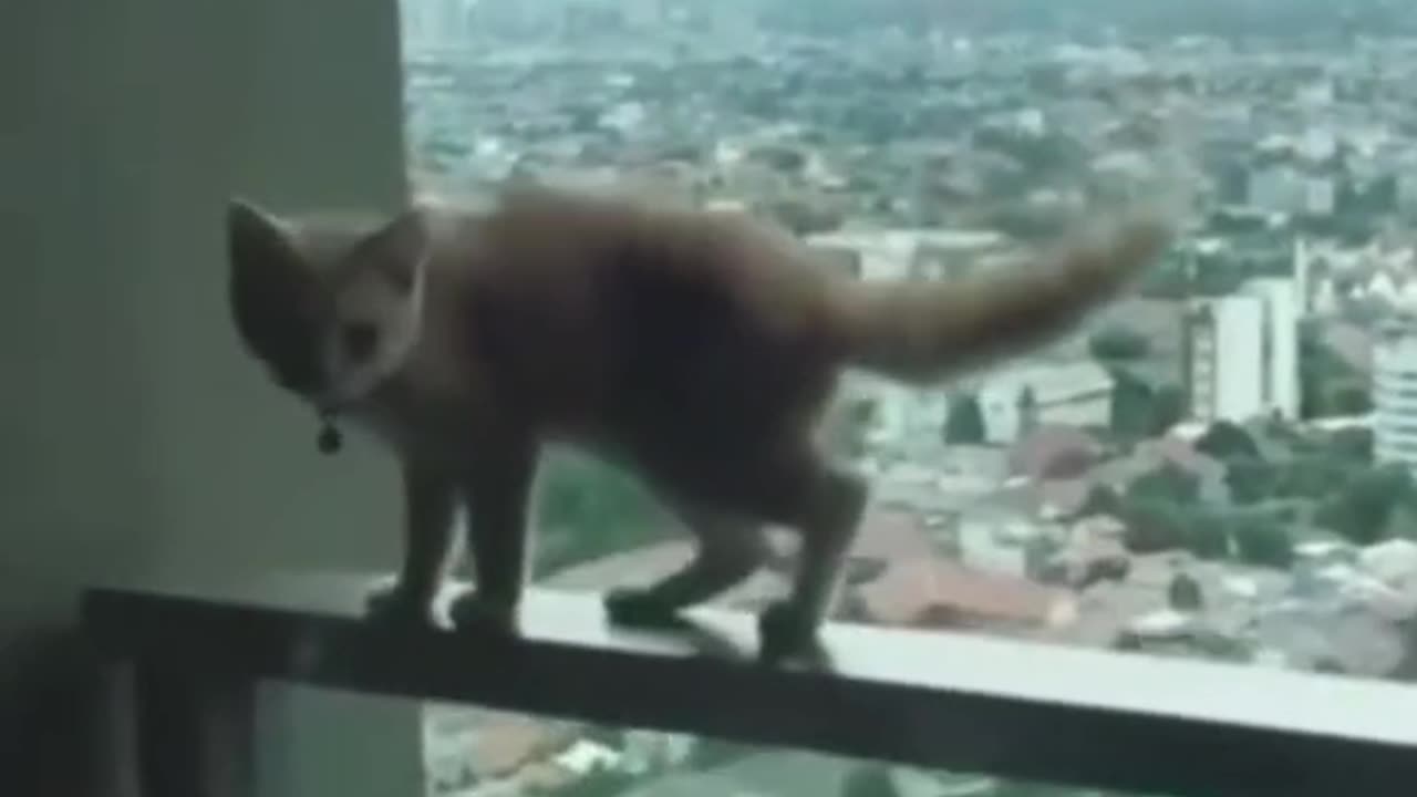 Cat playing with its 7 lives