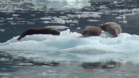 Sea Lions Lion Alaska Ice Floe Nature Animal World