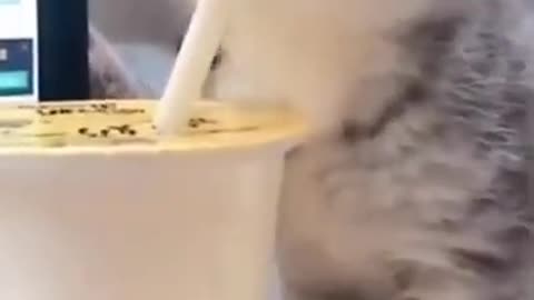 Cute Cats #Shorts Funny video #shorts