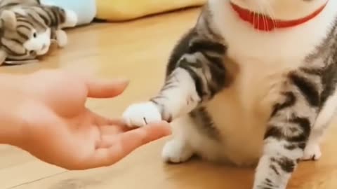 Funny cat