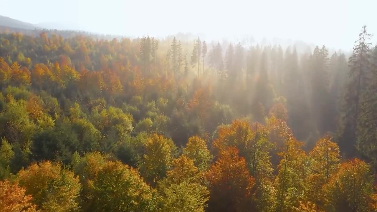 Enchanting Autumn Forests with Beautiful Piano Music