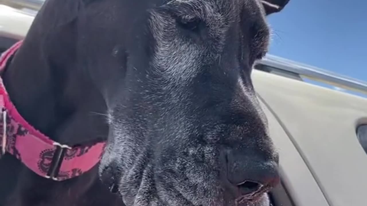 Great Dane loves Ice cream