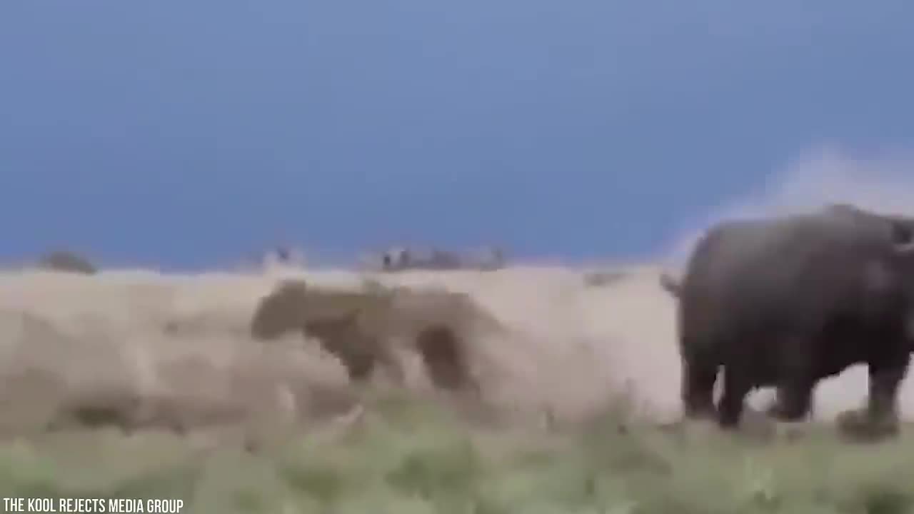 Merciless Animals Battles Ever Filmed