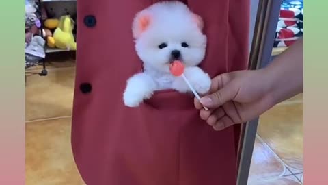 Cute and funny Dog 3