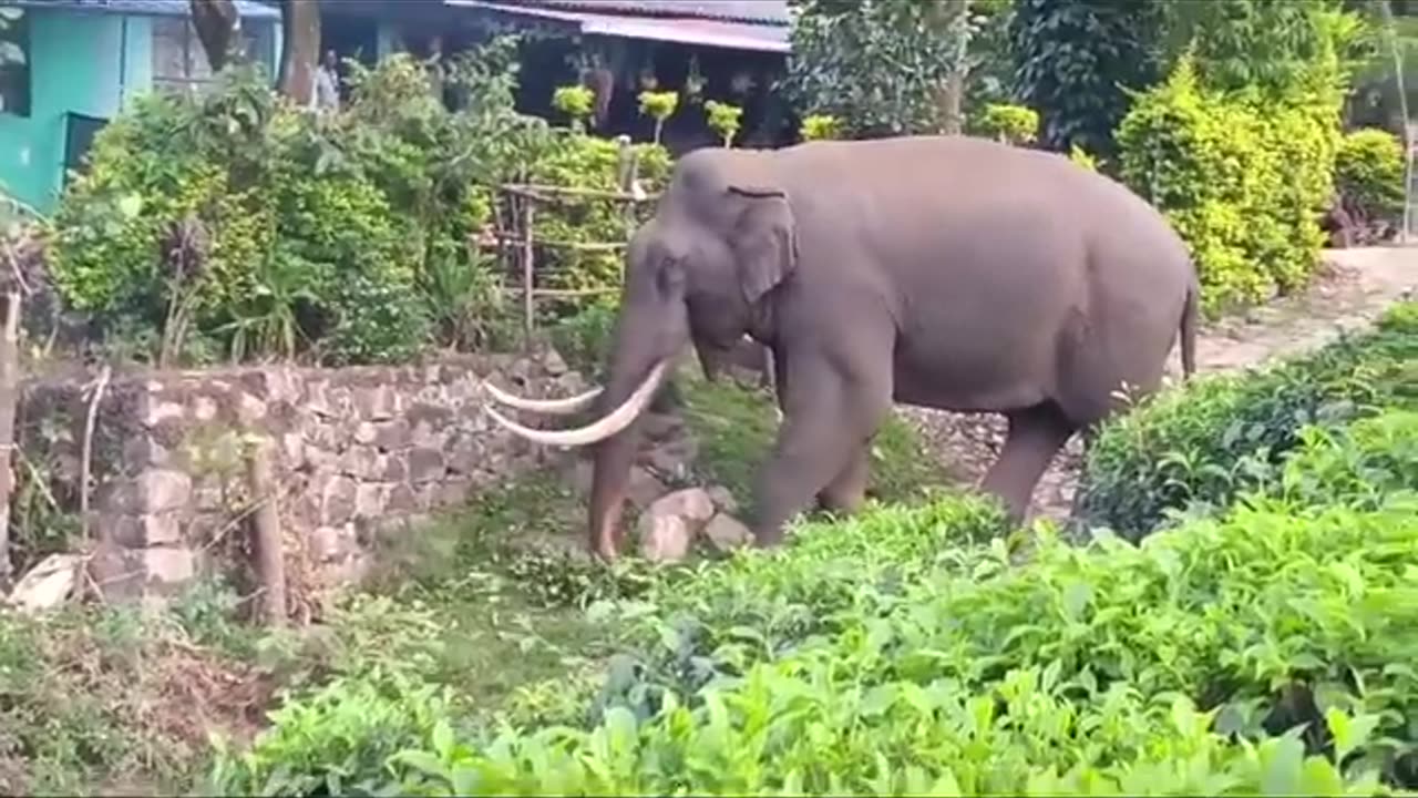 Wild Elephant Padayappa at Munnar - Episode 10 🐘 pls subscribe