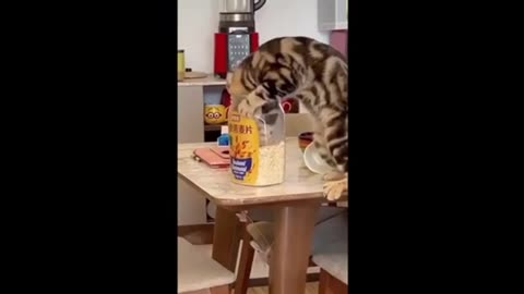 Funny cat and funny dog part 1