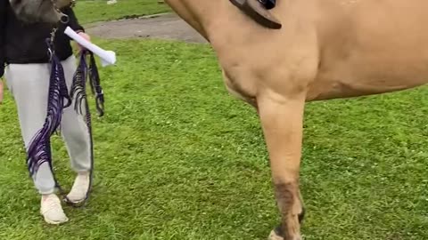 Very Funny🤣 moment horse🐎 and children👶👧👦