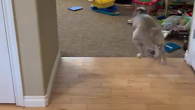 Kiddo shoots it out with playful pitbull