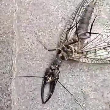 Corydalid straight out of a horror movie