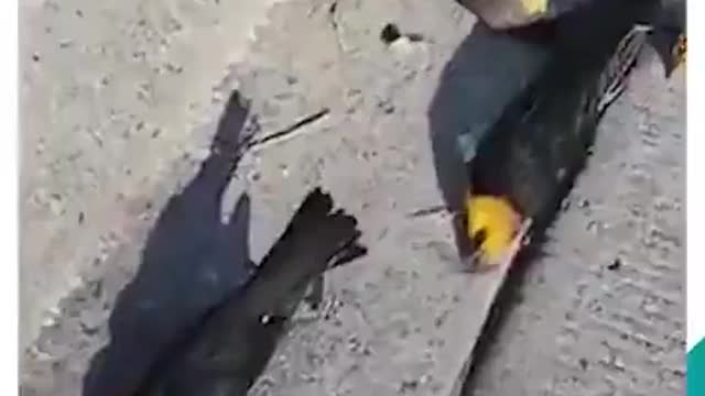 Something is killing birds.5g maybe.