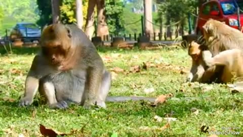 Little monkey love with mother