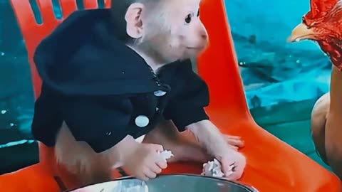 Don't mess with my food little Monkey warn his new friend