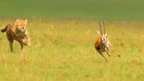 Cheetah hunting