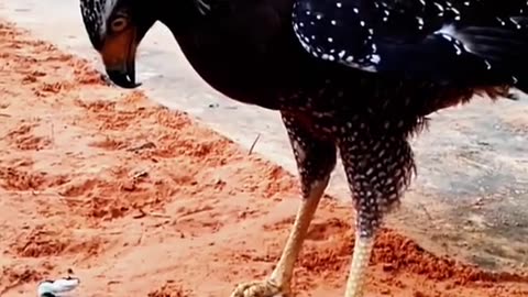 Eagle hunting snake😱 #wildanimals #snake #eagle #animals