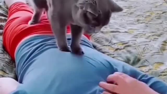 Funny Animals Videos2022 Funniest Cats And Dogs Video