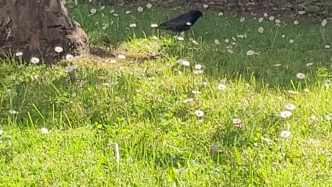 Cunning Starling steals Finches food
