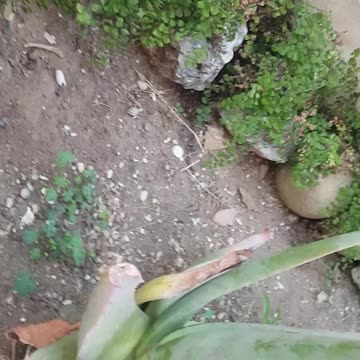 Small Aloe Vera plant