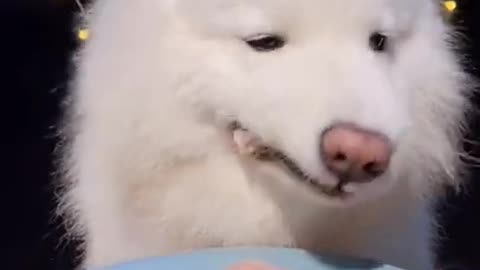 ASMR cute dog eating Adorable Dog Enjoying a Delicious Meal