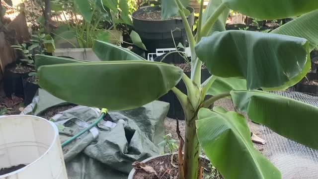 Planting Sugar Banana Sucker into New Garden 🪴 Pot Gardening 👨🏾‍🌾 at Home decor