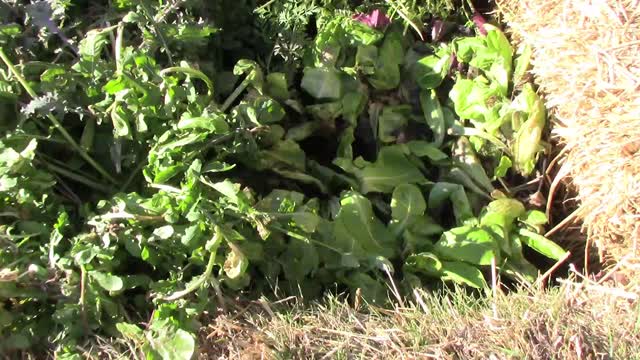 Fall and Winter Garden Update - After -5 Degrees Fahrenheit