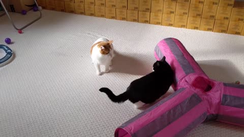 Cat Meows Before Attacking Other Cat