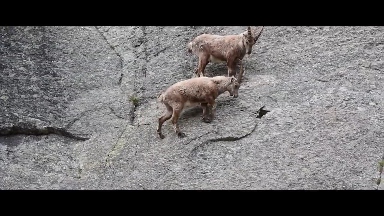 MOUNTAIN GOATS - These Creatures Don’t Care About The Laws Of Physics Despite Their Hooves7