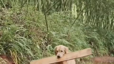 Dog Doesn't Leave His Friend Behind