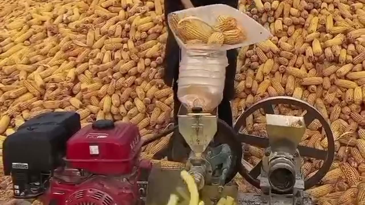 I turn maize🌽 into tasty items