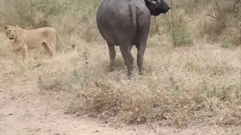 Lion vs Buffalo fight to Death | Wild Animals