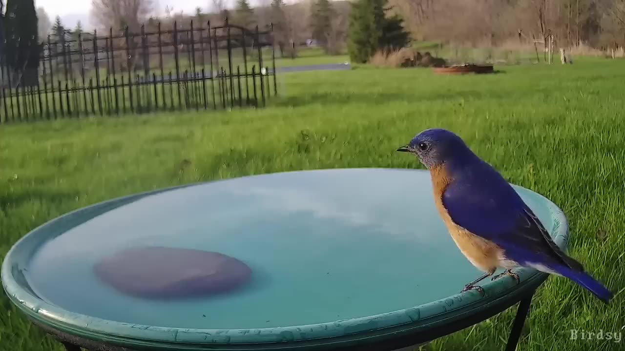 Sparrow injoyine in the water