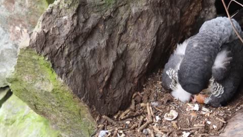 Peregrine Falcon Nesting 4k HQ