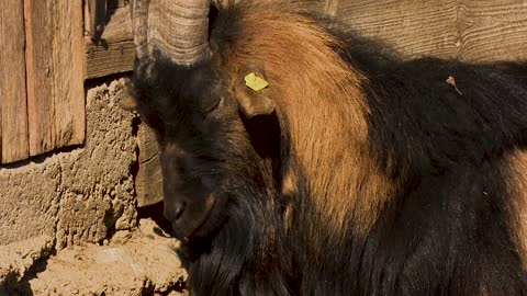 Animal Sleep Goat Domestic Goat Horned