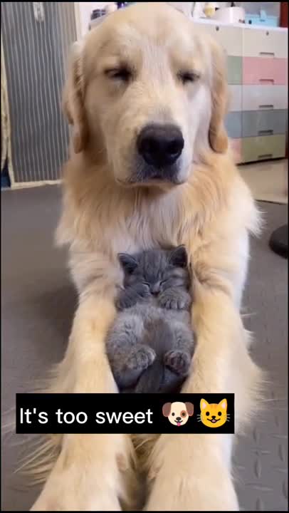 Dog Love For Cat #shorts