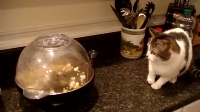 Cat terrorized pop corn