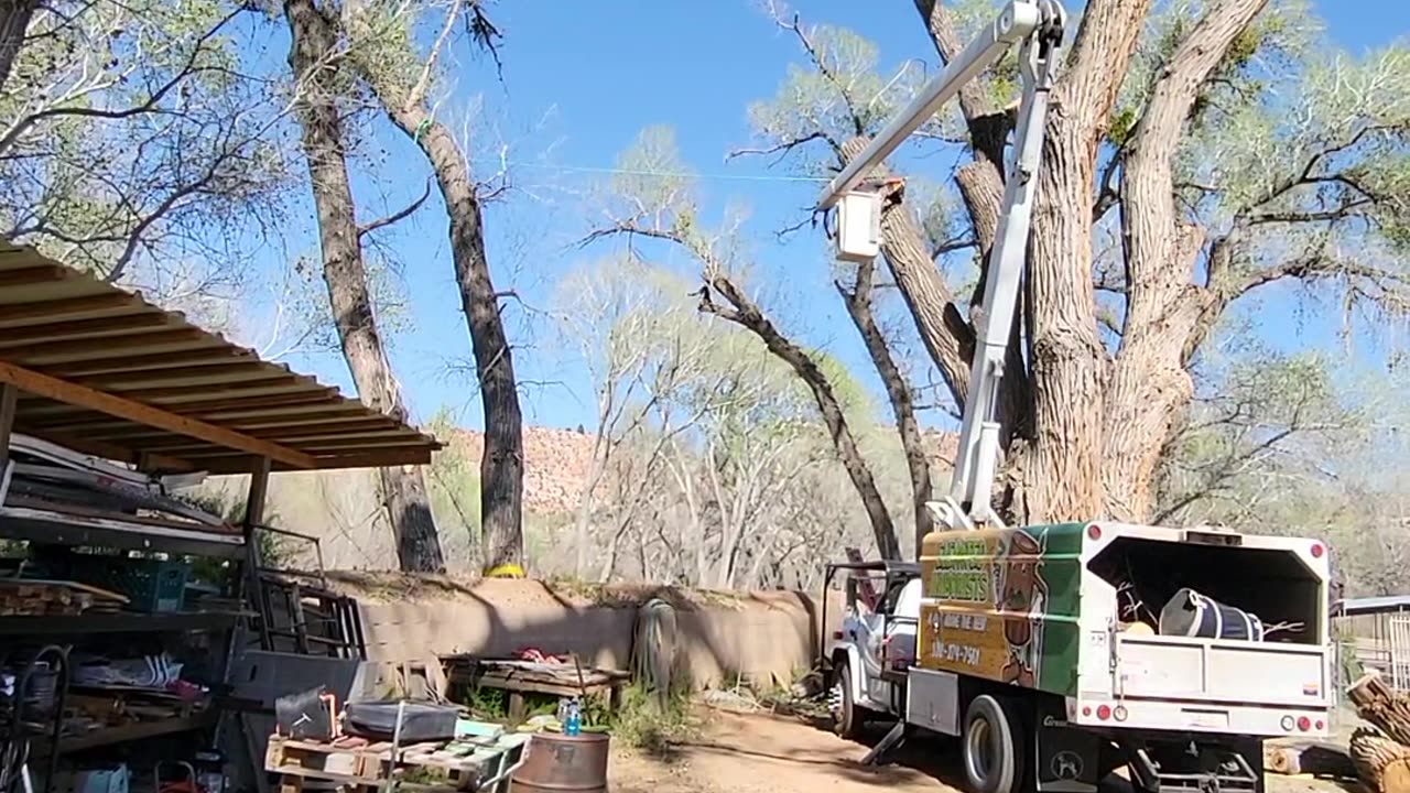 Huge Cottonwood Tree Trim