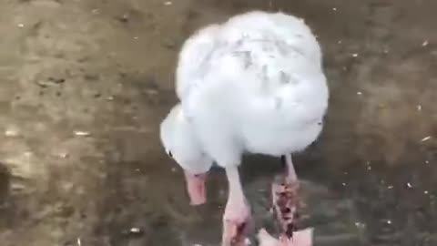 Baby flamingo learning to paddle..😊