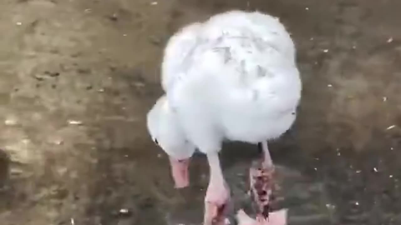 Baby flamingo learning to paddle..😊