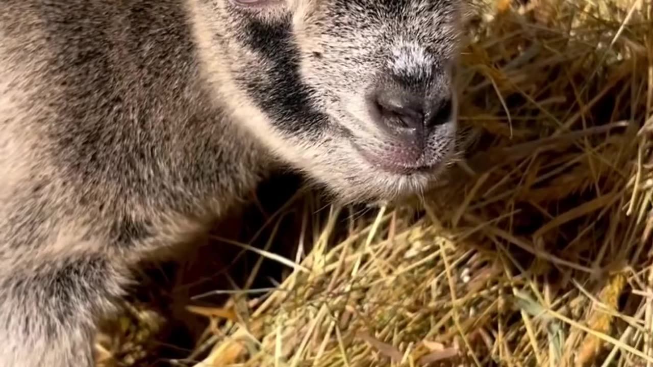 Cute baby goat 🐐