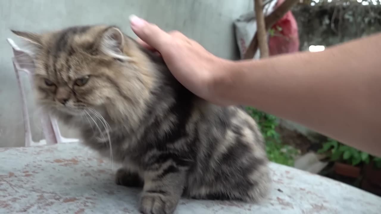 How Cat React When Seeing Stranger 1st Time - Running or Being Friendly