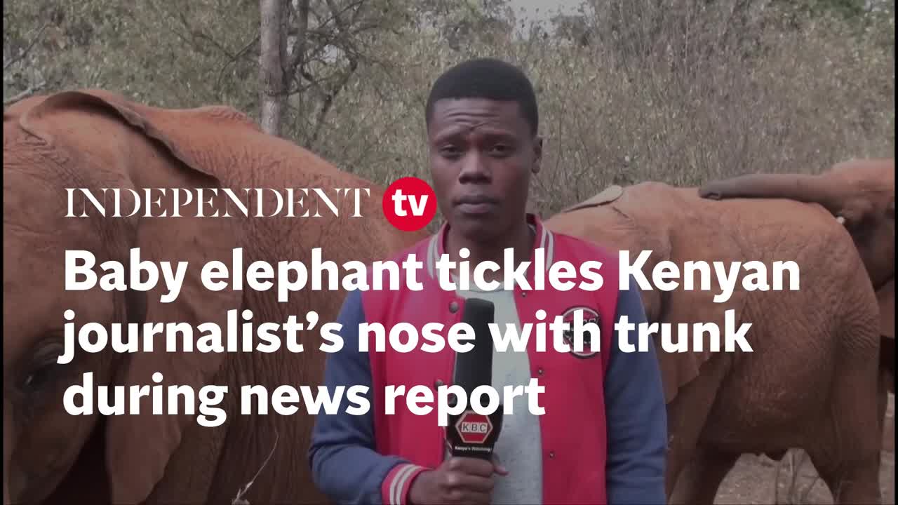 Baby elephant tickles Kenyan journalist's nose with trunk during news report