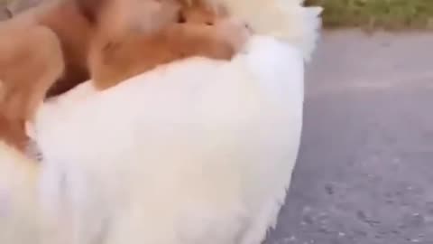 cute puppy rides on cock