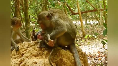 A monkey gives birth.