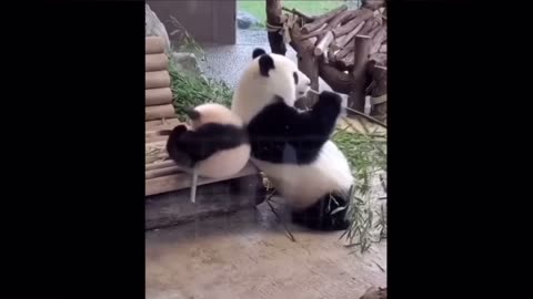 Baby animals cute panda babies kids videos satisfying #1