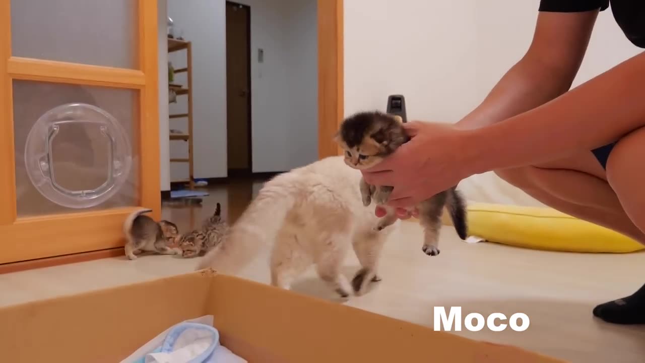 The kitten approaching the daddy cat to play with him was so cute