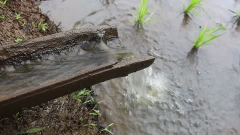 A collection of water sounds in the wild that make the mind calm