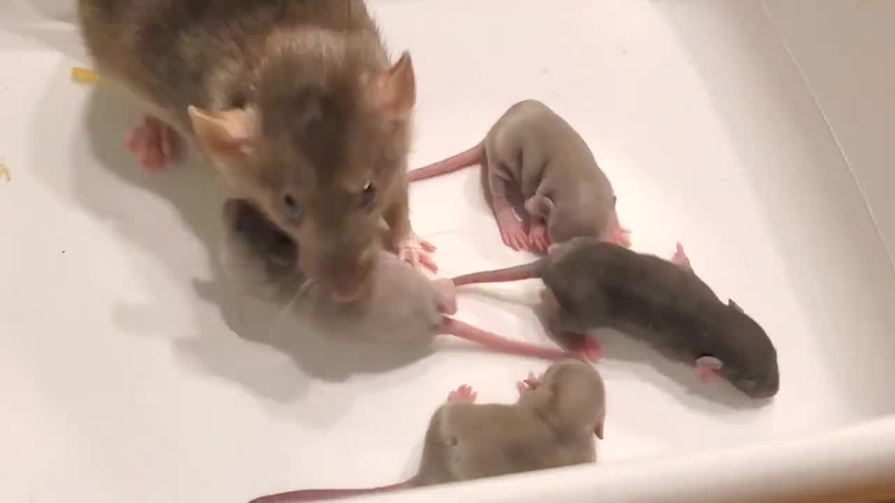 We Trained Our Rat to Bring Us Her Babies!