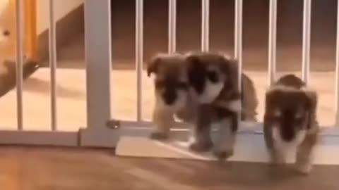 Funny video with dogs