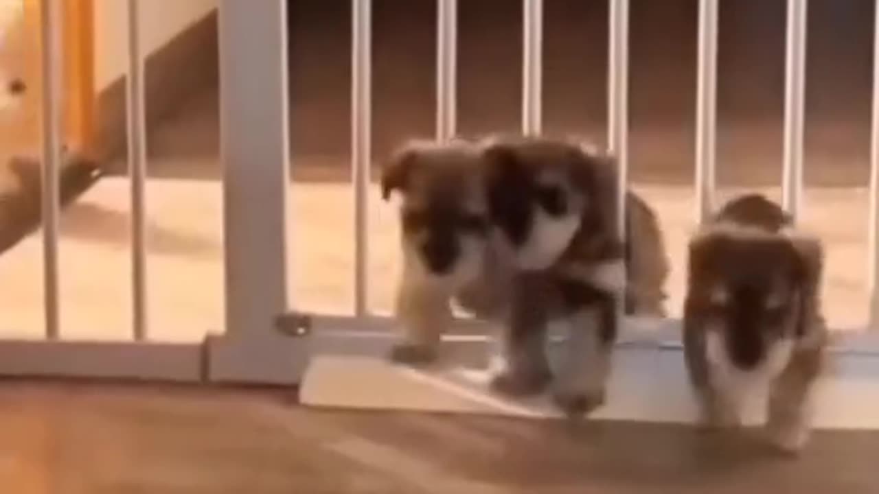 Funny video with dogs