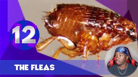 These Are The Most DANGEROUS Bugs EVER Joovier Reacts